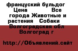 француский бульдог › Цена ­ 40 000 - Все города Животные и растения » Собаки   . Волгоградская обл.,Волгоград г.